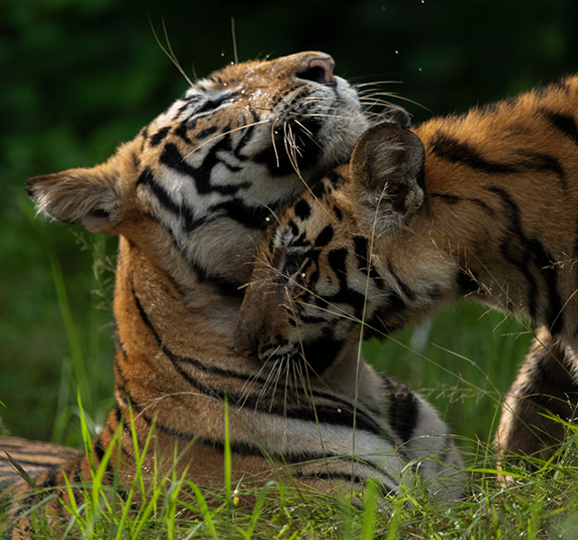 Key Zones & Tiger Population