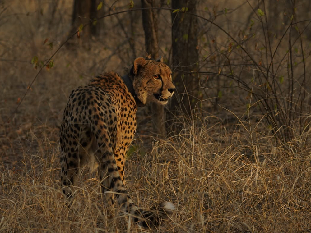 Key Zones & Tiger Population