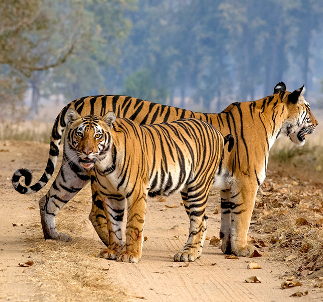 Key Zones & Tiger Population